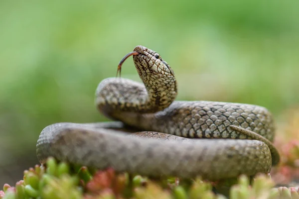 Cobra lisa, coronella austiraca , — Fotografia de Stock