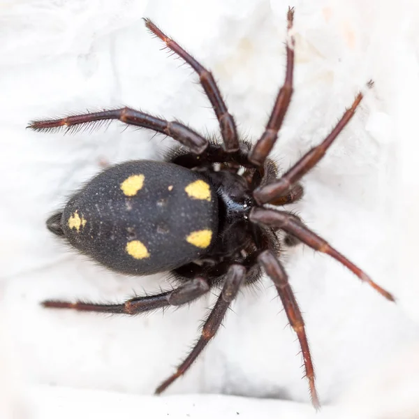 Araña mediterránea, Uroctea durandi. Araña . — Foto de Stock