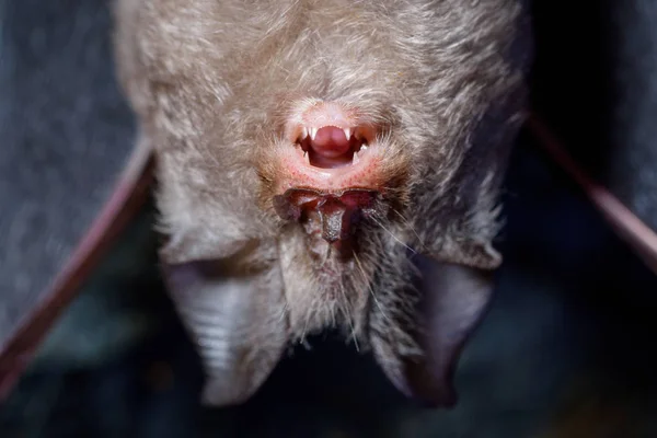 작은 호르몬 주발 박쥐 (Rhinolophus hipposideros)) — 스톡 사진