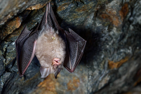 Lesser horseshoe bat (Rhinolophus hipposideros)