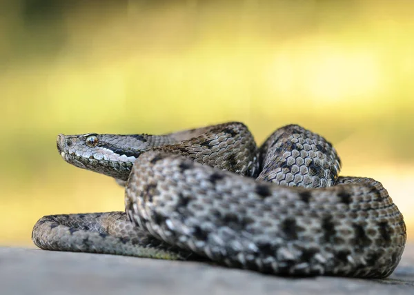 阿斯普毒蛇，维贝拉在自然界中的阿斯皮斯. — 图库照片