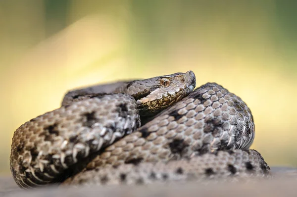 Asp viper, doğada Vipera aspis. — Stok fotoğraf