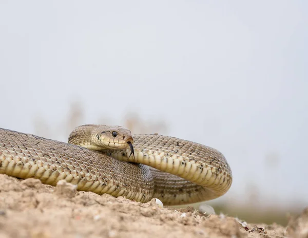 Serpent d'échelle, zamenis scalaris . — Photo