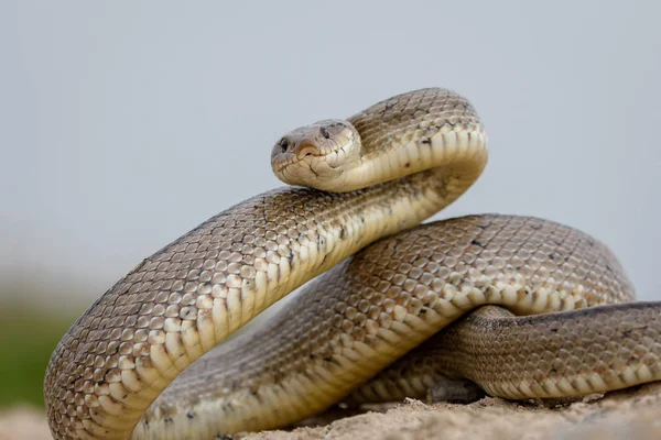 Ladder snake, zamenis scalaris — Stock Photo, Image