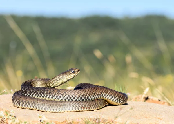 Serpiente montpellier macho en la naturaleza Imagen De Stock
