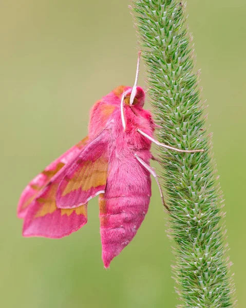 Nádherné Makro Růžové Můry Deilephila Porcellus — Stock fotografie
