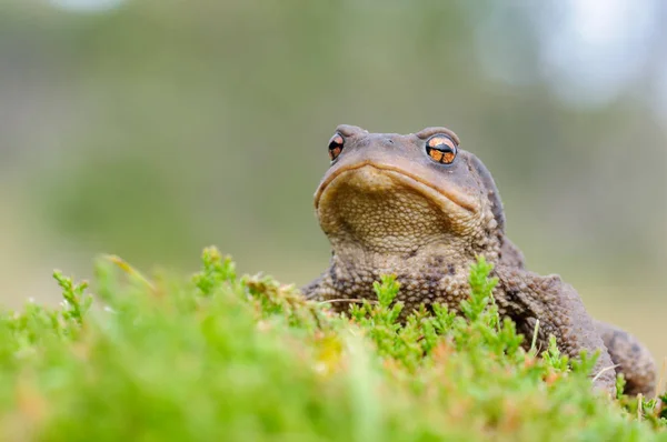 Sapo Común Europeo Salvaje Bufo —  Fotos de Stock