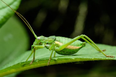 gece boyunca bitkinin uromenus rugosicollis