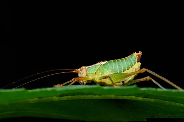 Barbitistes cricket macro ночью — стоковое фото