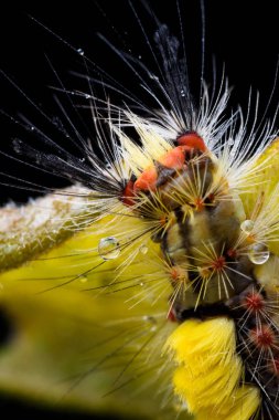 Paslı tussock tırtıl, Orgya antika.