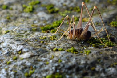 mağara kriket (Dolichopoda linderi) katta