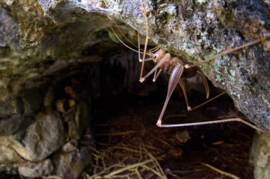 mağara kriket (Dolichopoda linderi) mağarada