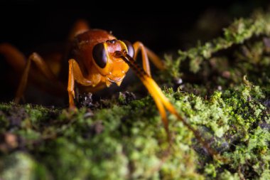 Ichneumonidae ailesinin parazitoid wasp