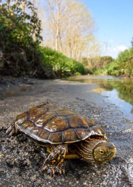 İspanyol gölet turlte (Mauremys leprosa) kendi habitat ücretsiz.