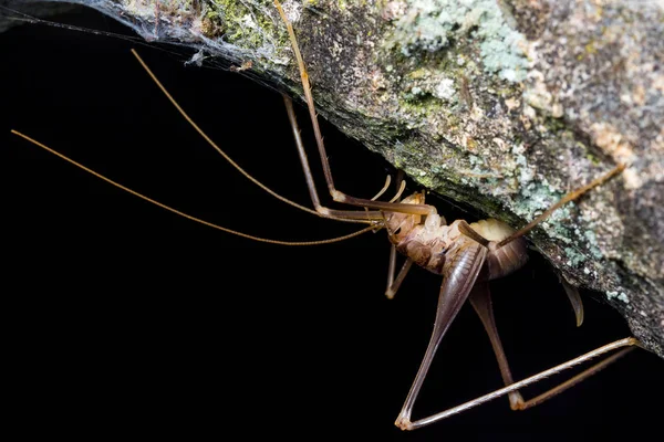 Пещерный крикет (Dolichopoda linderi) в темной пещере — стоковое фото