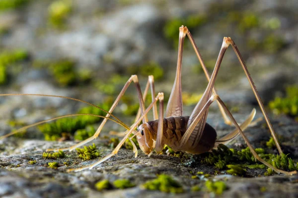 Mağara kriket (Dolichopoda linderi) katta — Stok fotoğraf