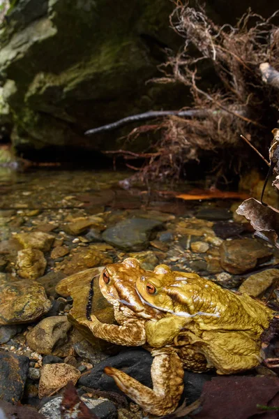 Two common toads in reproduction — Stock Photo, Image