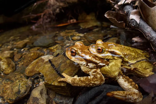 Two common toads in reproduction — Stock Photo, Image