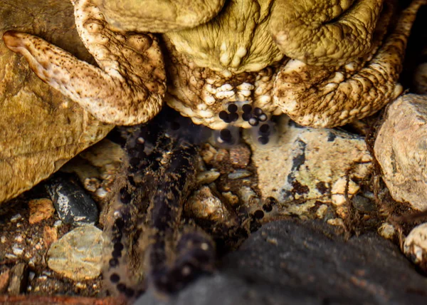 Details of laying common toad eggs — Stock Photo, Image