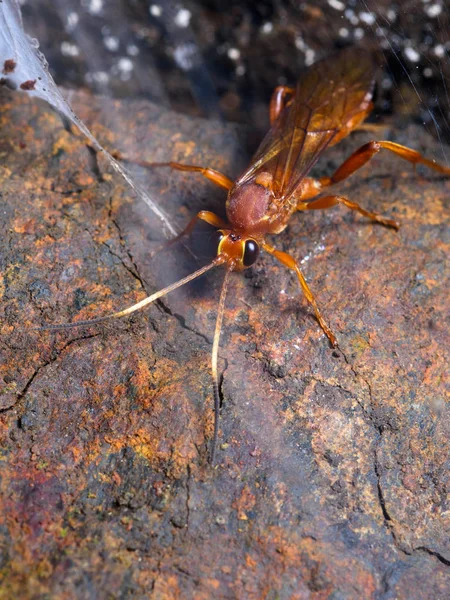 Avispa parasitoide de la familia ichneumonidae — Foto de Stock