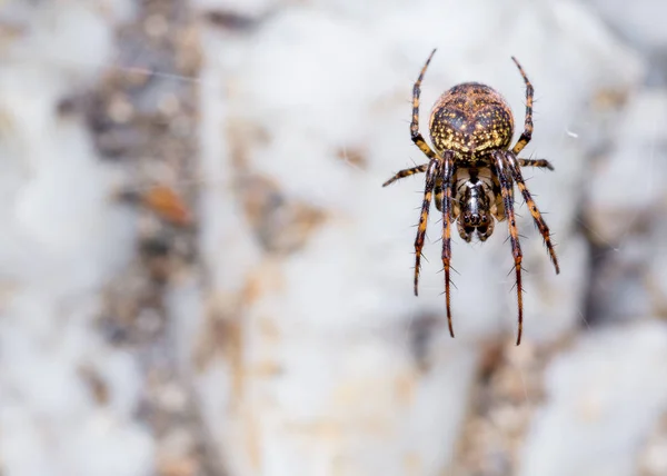 Metellina sp. vivir en la cueva . — Foto de Stock