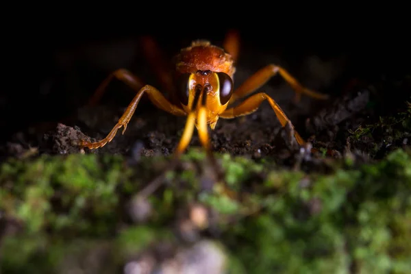 Parasitoid wasp of the ichneumonidae family — Stock Photo, Image