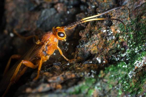 이치모니대 가문의 기생충 말벌 — 스톡 사진