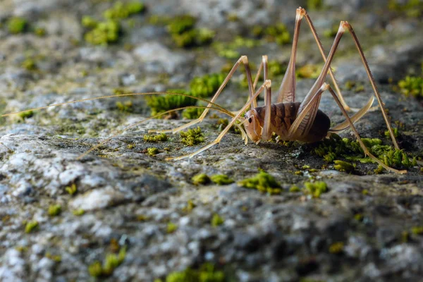 Grillo cueva (Dolichopoda linderi) en el suelo Imagen De Stock