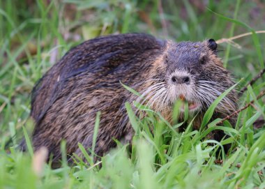 Doğada Myocastor coypus, yaban hayatı