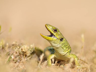 Genç ocellated kertenkele (Timon lepidus) savunma duruşu