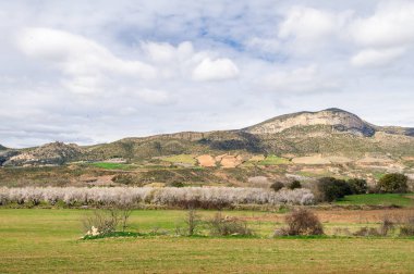 çiçekli badem ağaçları ile manzara
