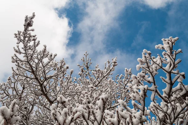 Árvore nevada de baixo olhando para o céu — Fotografia de Stock