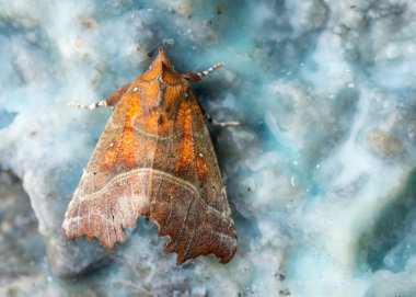 Herald (Scoliopteryx libatrix) güvesi
