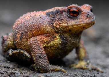 redish Common kurbağa (Bufo spinosus) bir mağarada