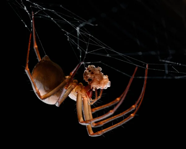Meta bourneti (L'araignée-grotte de Bournet) mangeant — Photo