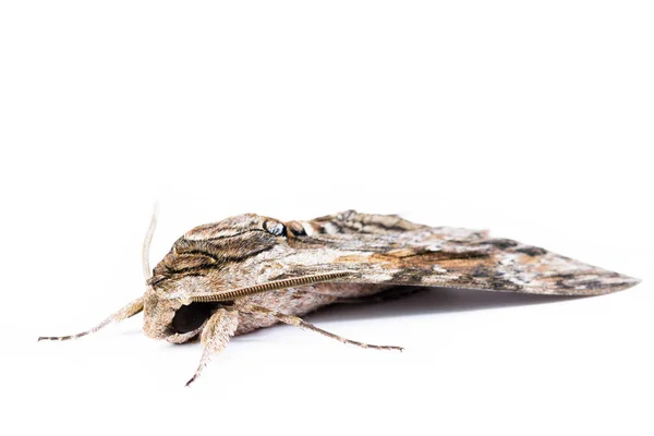 Convolvolus Hawk Moth Agrius Convolvuli Een Met Achtergrond Geïsoleerd — Stockfoto