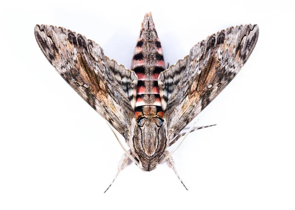 Convolvolus Hawk Moth Agrius Convolvuli Withe Background Isolated — Stock Photo, Image