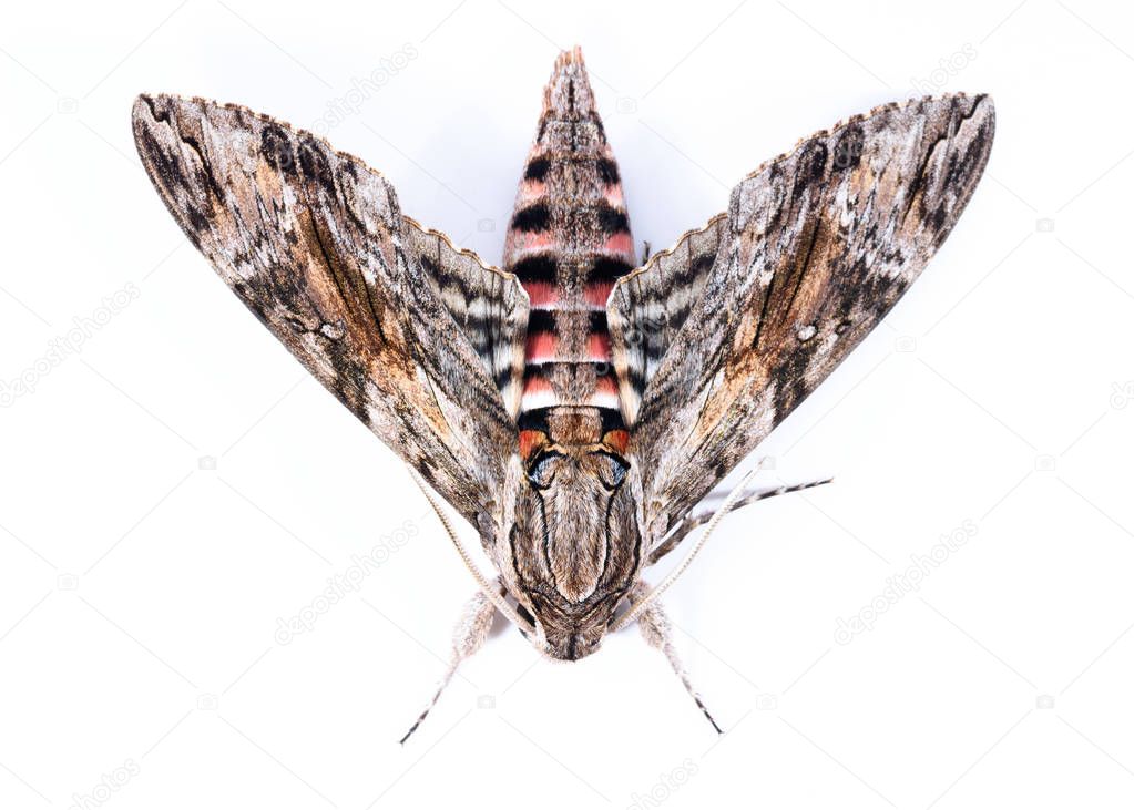 The convolvolus hawk moth (Agrius convolvuli) in a withe background isolated