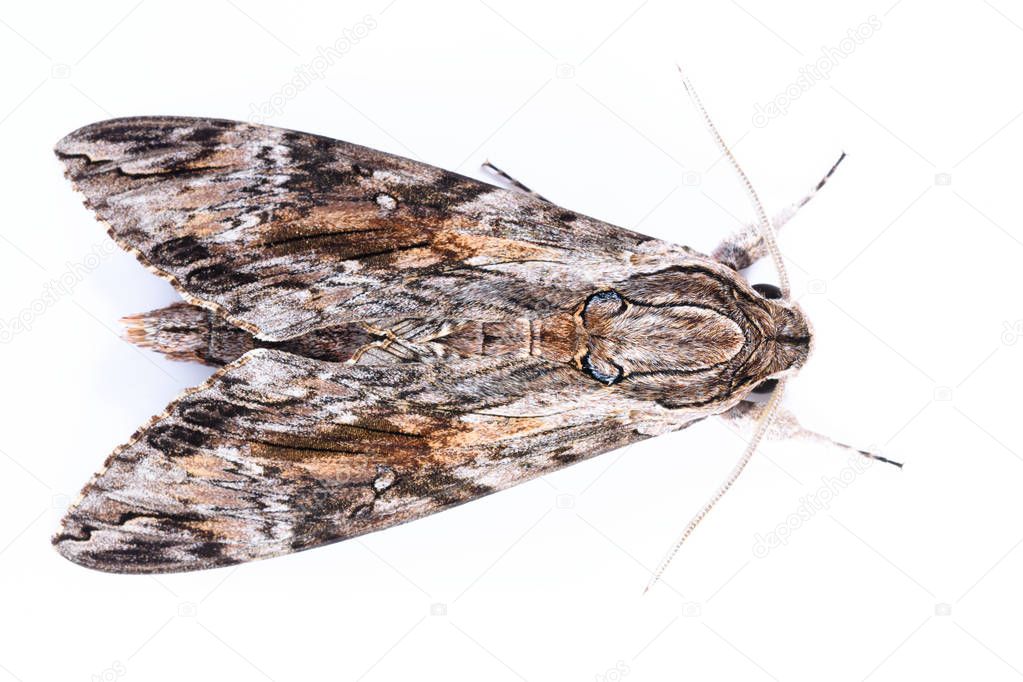 The convolvolus hawk moth (Agrius convolvuli) in a withe background isolated