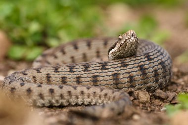 Asp viper, doğada Vipera aspis.