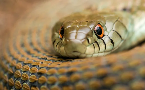 Face mediterrán füves kígyó (Natrix astreptophora) — Stock Fotó