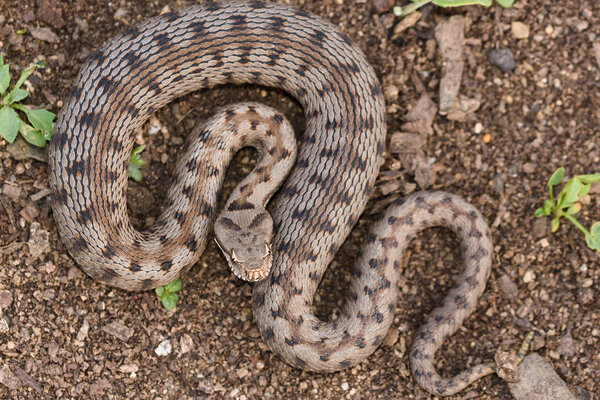 Asp viper, Vipera aspis in nature.