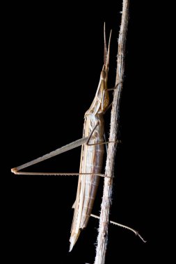 gece boyunca koni başlı çekirge (Acrida ungarica)