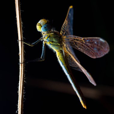 Ejderha sinek gece boyunca bir bitki üzerinde uyku, Aeshna sp
