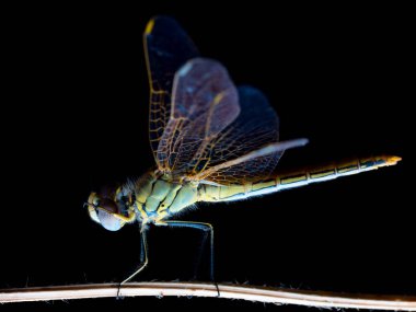 Dragon-fly sleeping on a plant during the night, Aeshna sp clipart