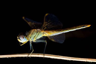 Dragon-fly sleeping on a plant during the night, Aeshna sp clipart