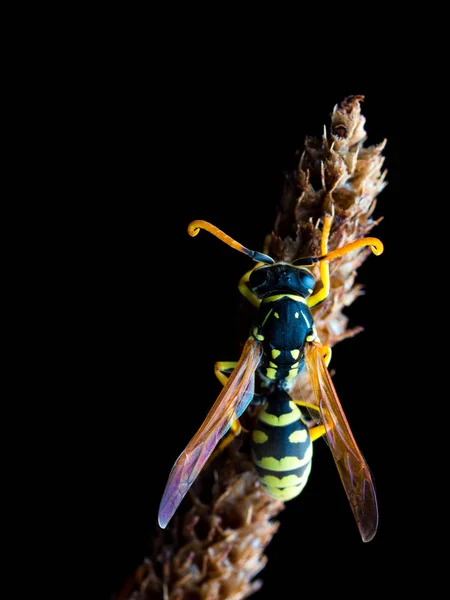 植物の夜の間に眠っているワスプ、ポリスsp. — ストック写真