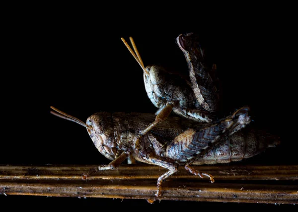 Ночью в размножении размножаются два маленьких жука (Pezotettix giornae) — стоковое фото