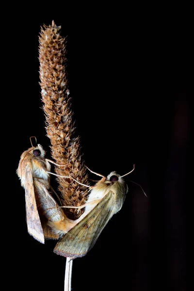 Due Falene Palafitte Cotone Riproduzione Una Pianta Durante Notte — Foto Stock