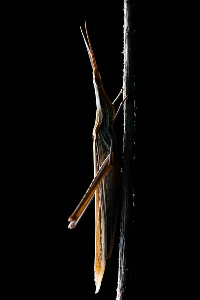 锥头蝗虫（阿奇里达翁加里卡）在夜间 — 图库照片